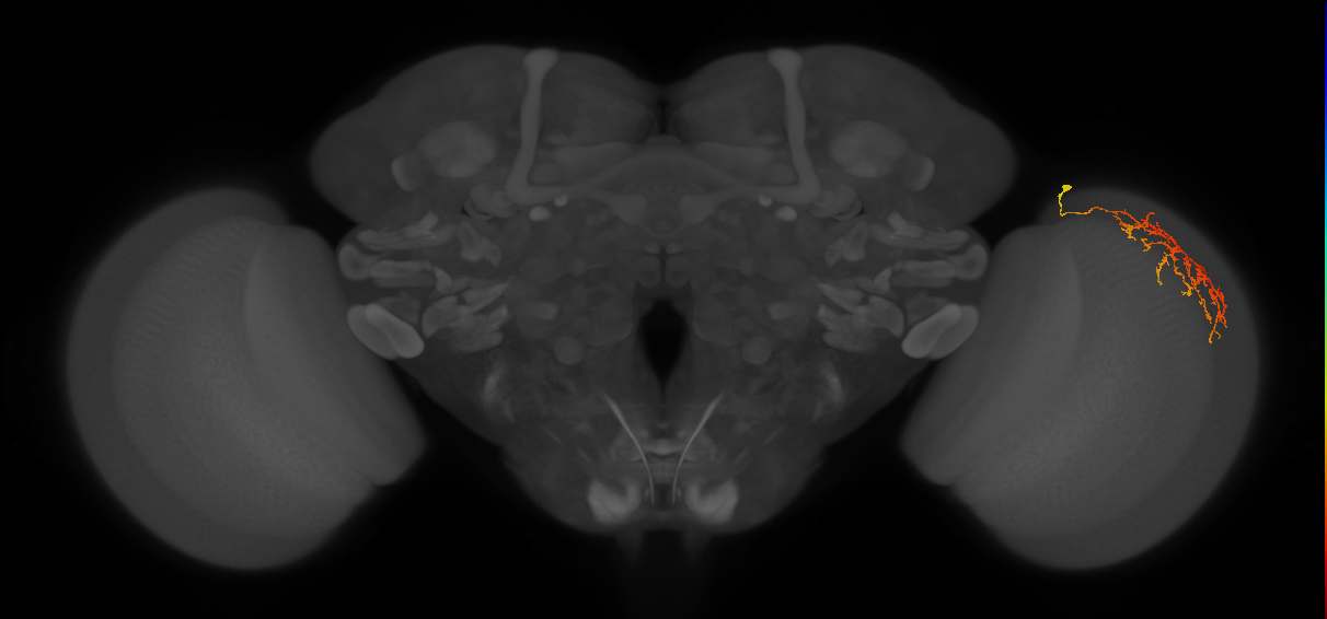 Cm12_R (MaleCNS:68145)