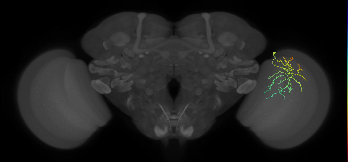 Cm12_R (MaleCNS:64723)