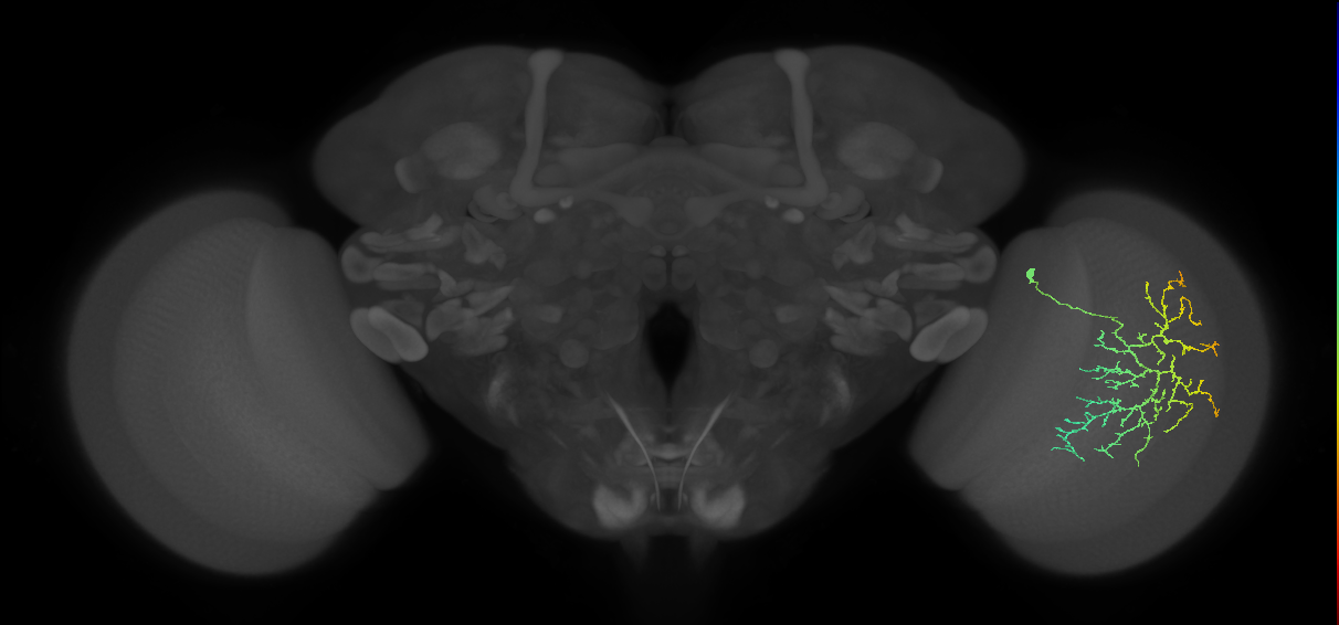 Cm12_R (MaleCNS:44640)