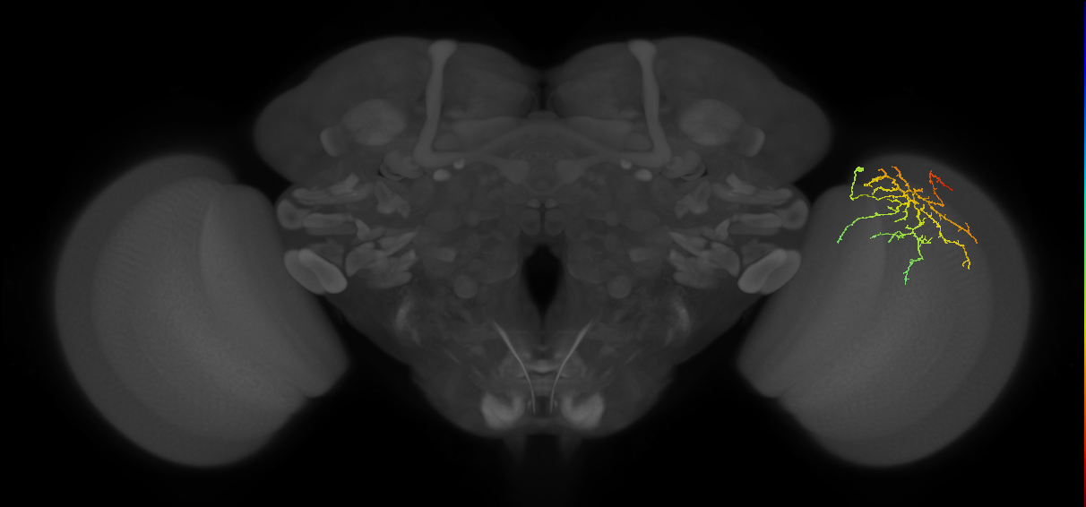 Cm12_R (MaleCNS:65296)
