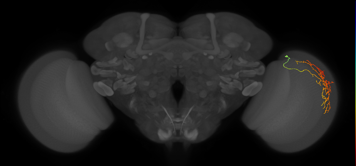 Cm12_R (MaleCNS:49677)