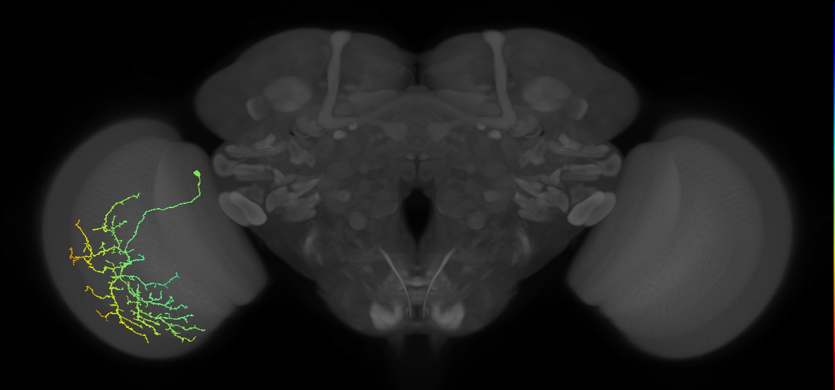 Cm12_L (MaleCNS:28466)