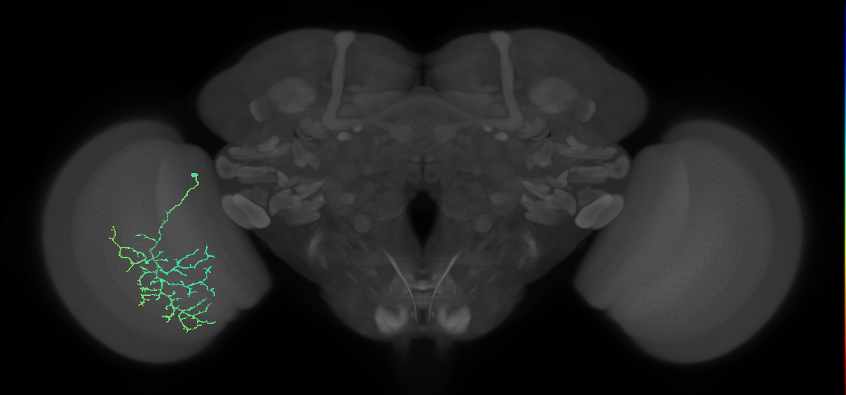 Cm12_L (MaleCNS:536887)