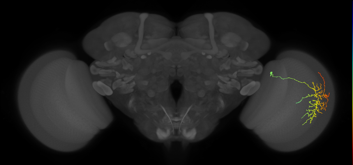 Cm12_R (MaleCNS:42947)