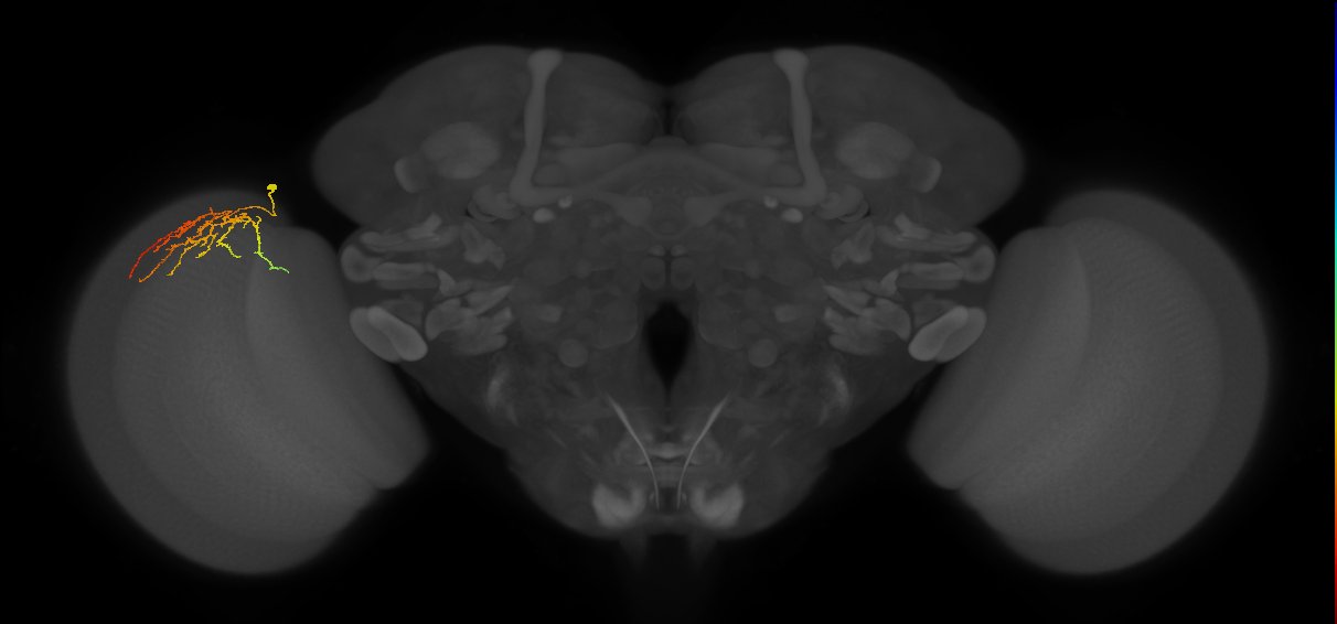 Cm12_L (MaleCNS:85578)