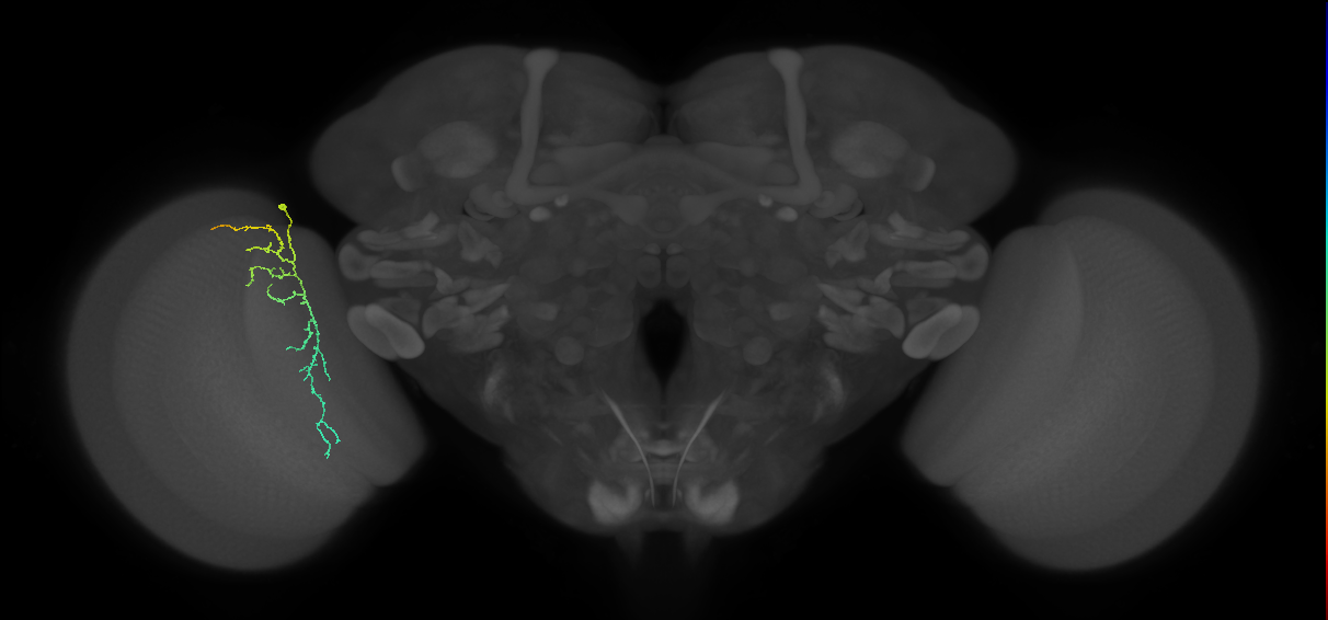 Cm12_L (MaleCNS:117483)