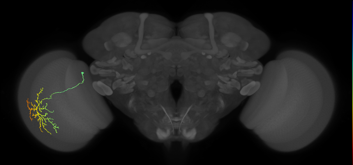 Cm12_L (MaleCNS:44768)