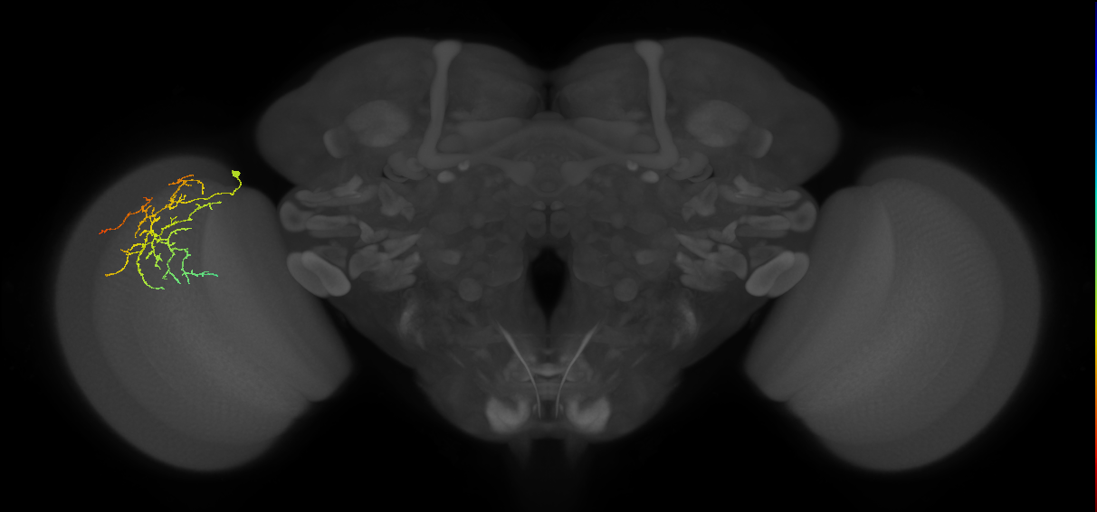 Cm12_L (MaleCNS:531002)