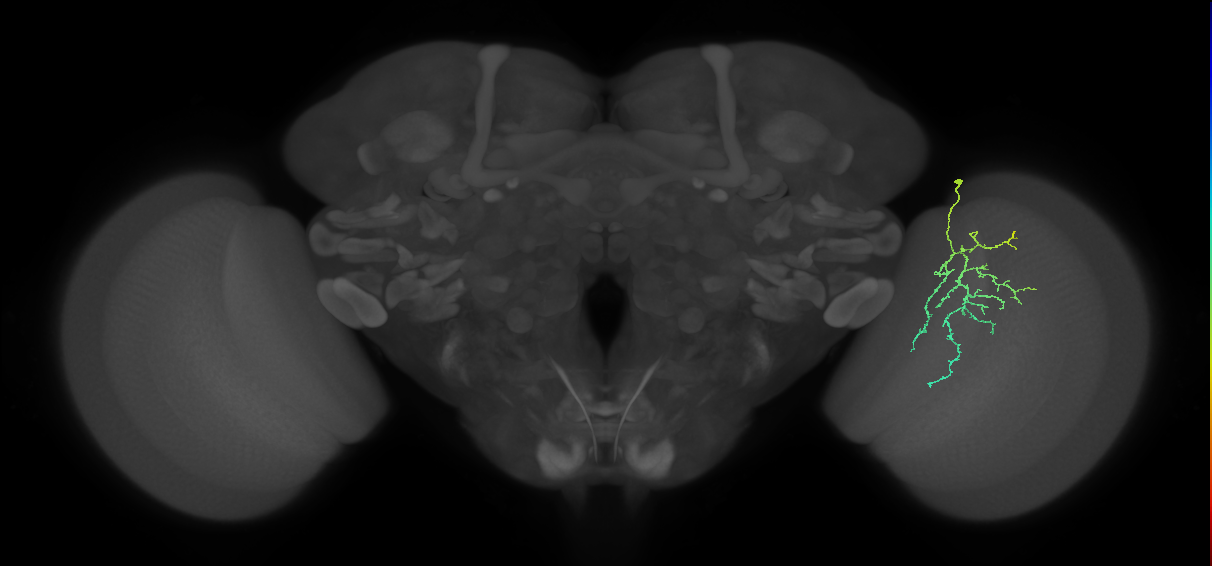 Cm12_R (MaleCNS:81816)