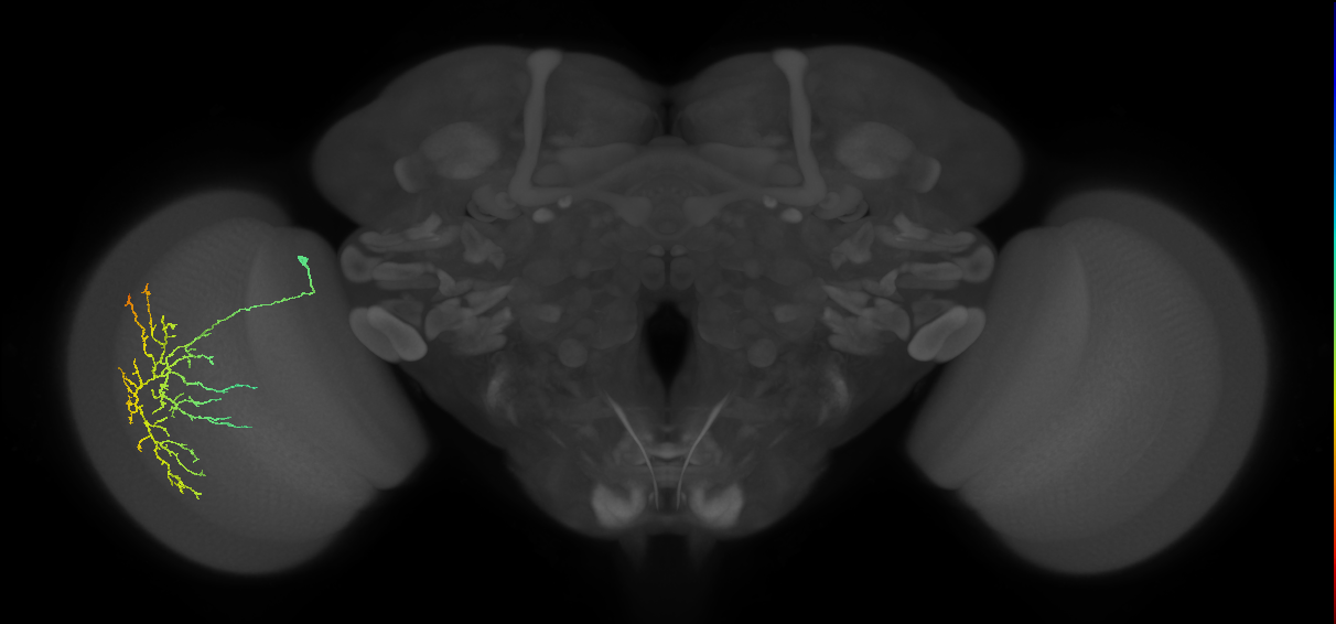 Cm12_L (MaleCNS:517243)