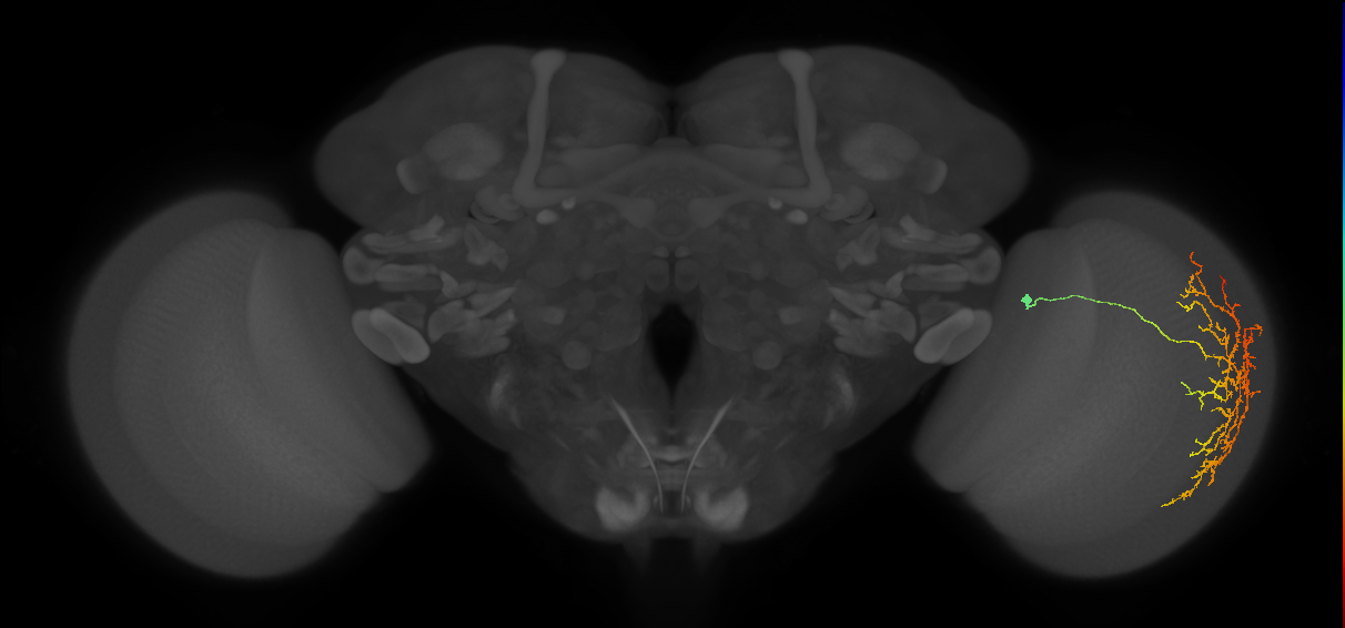 Cm12_R (MaleCNS:31948)