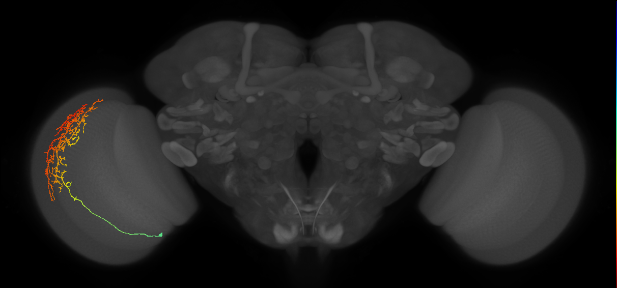 Cm13_L (MaleCNS:21421)