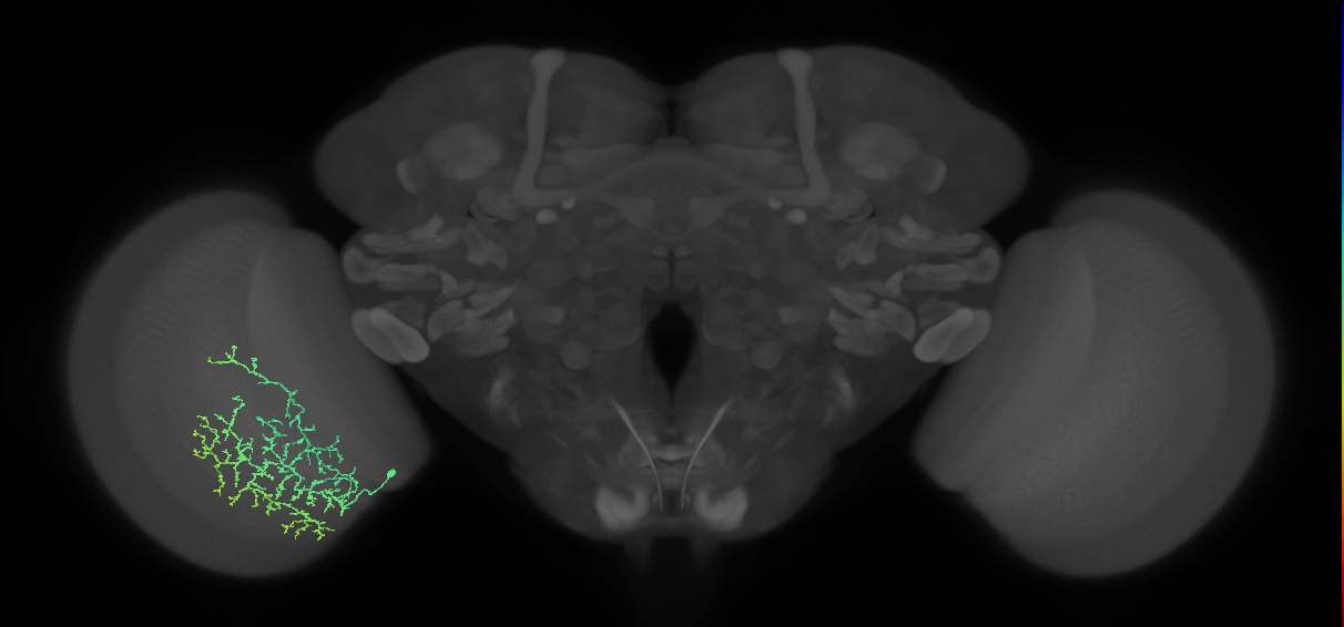 Cm13_L (MaleCNS:516818)