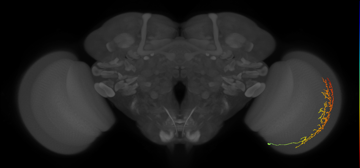Cm13_R (MaleCNS:53956)