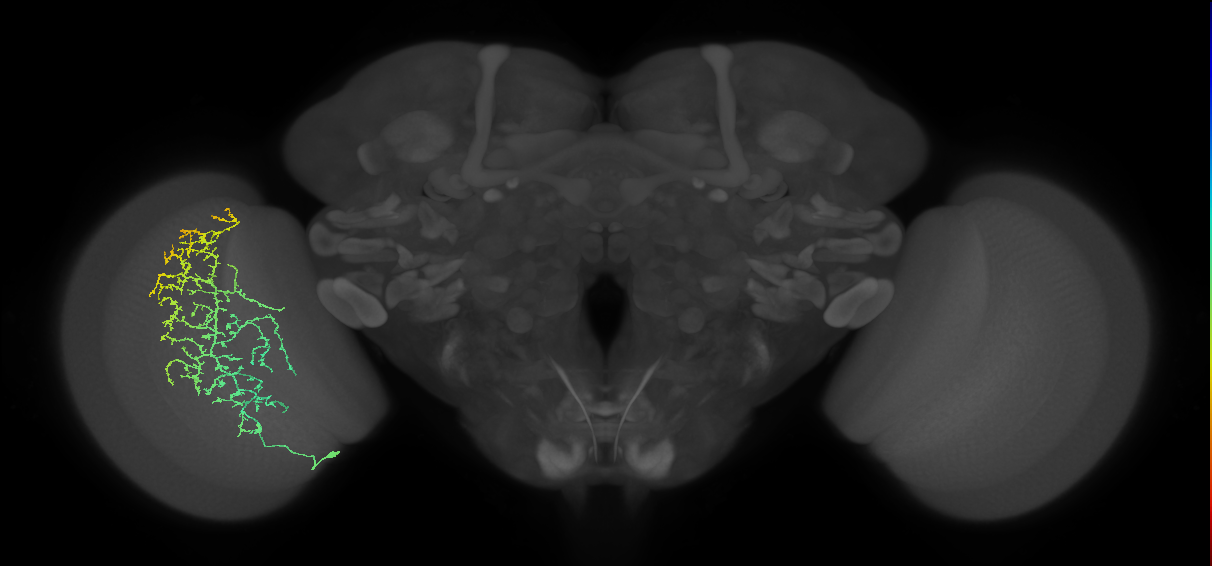 Cm13_L (MaleCNS:36060)