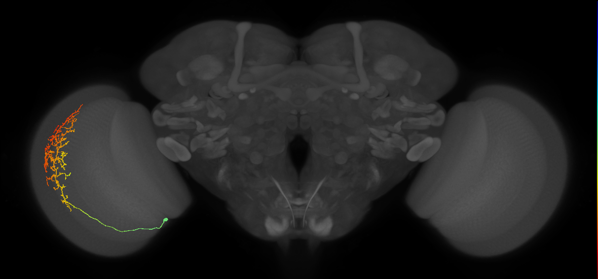Cm13_L (MaleCNS:41324)