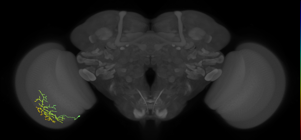Cm13_L (MaleCNS:85675)