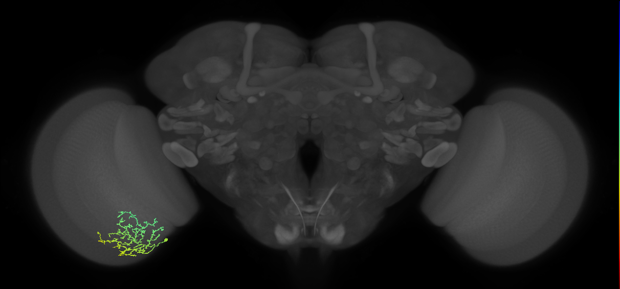 Cm13
