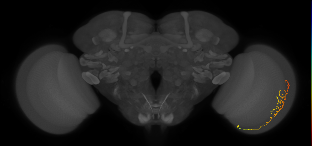 Cm13_R (MaleCNS:78783)
