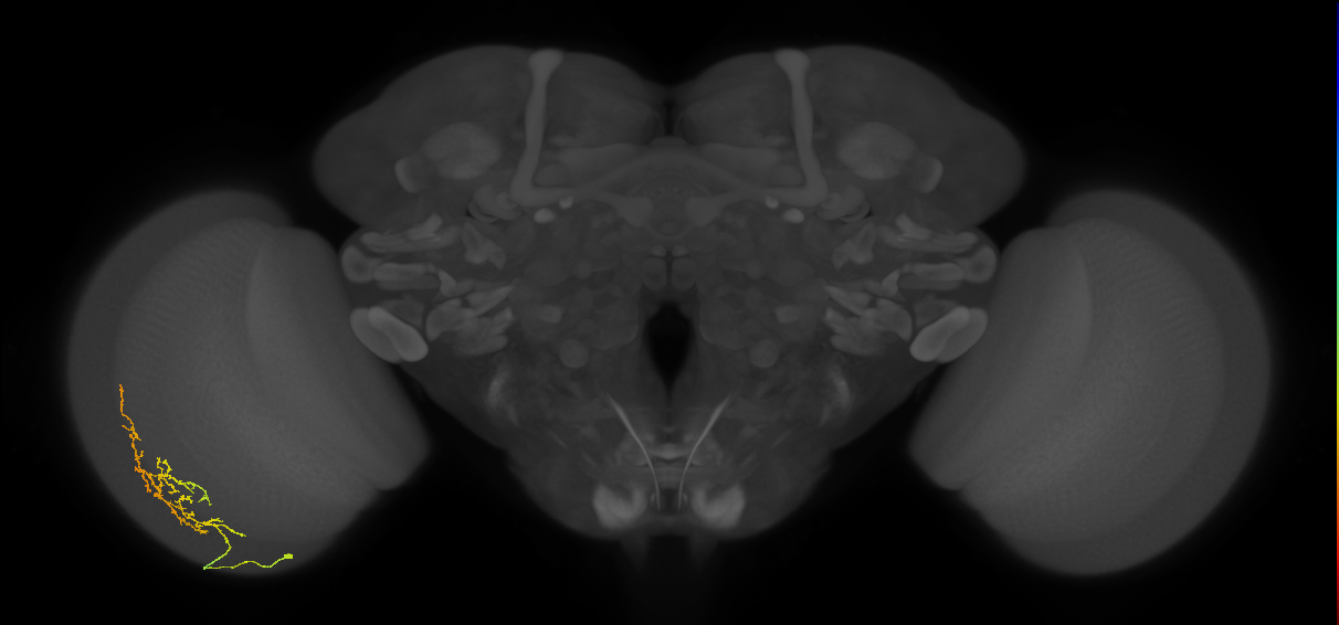 Cm13_L (MaleCNS:41870)