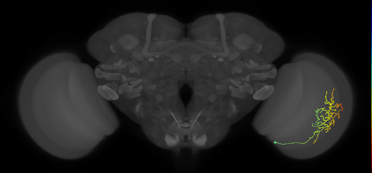 Cm13_R (MaleCNS:45391)