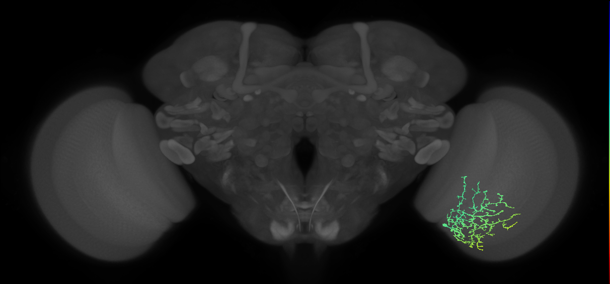 Cm13_R (MaleCNS:51731)