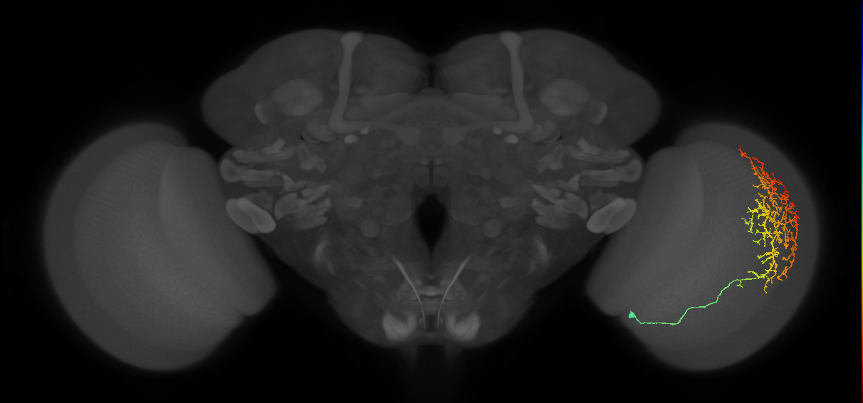 Cm13_R (MaleCNS:29868)