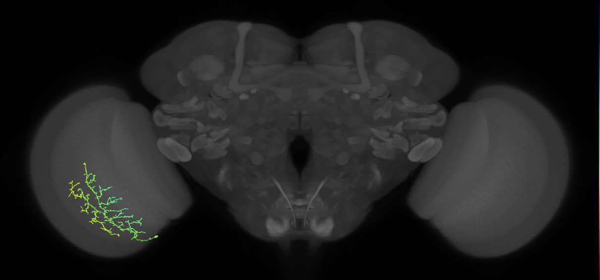 Cm13_L (MaleCNS:544270)