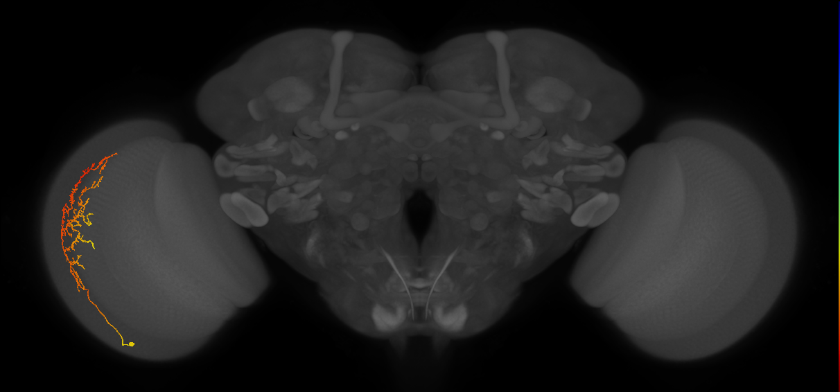 Cm13_L (MaleCNS:514089)