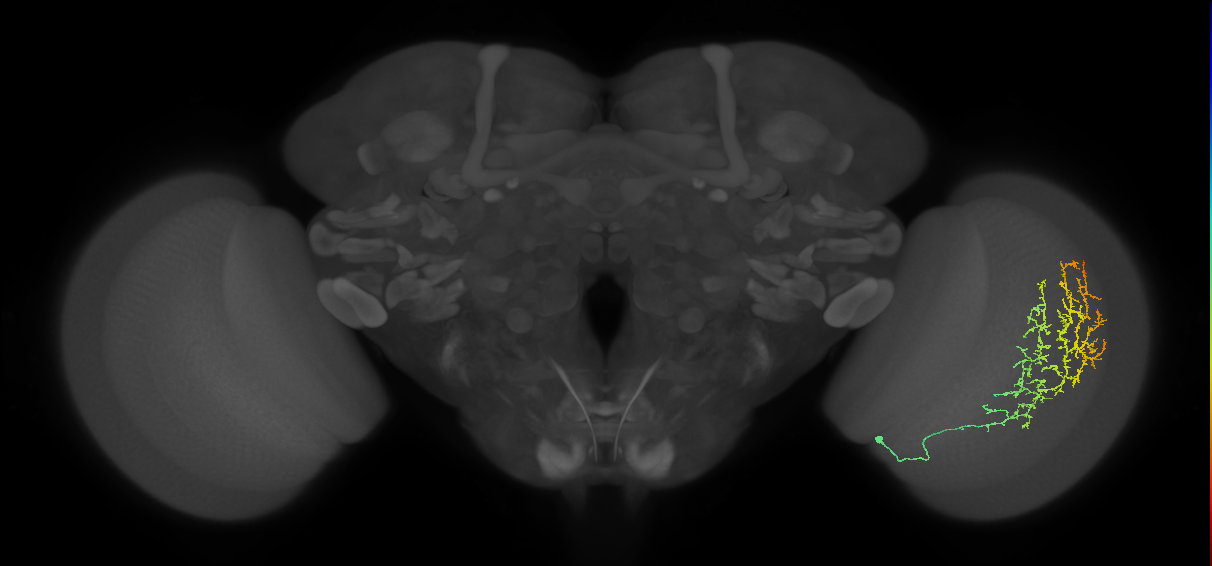 Cm13_R (MaleCNS:36200)
