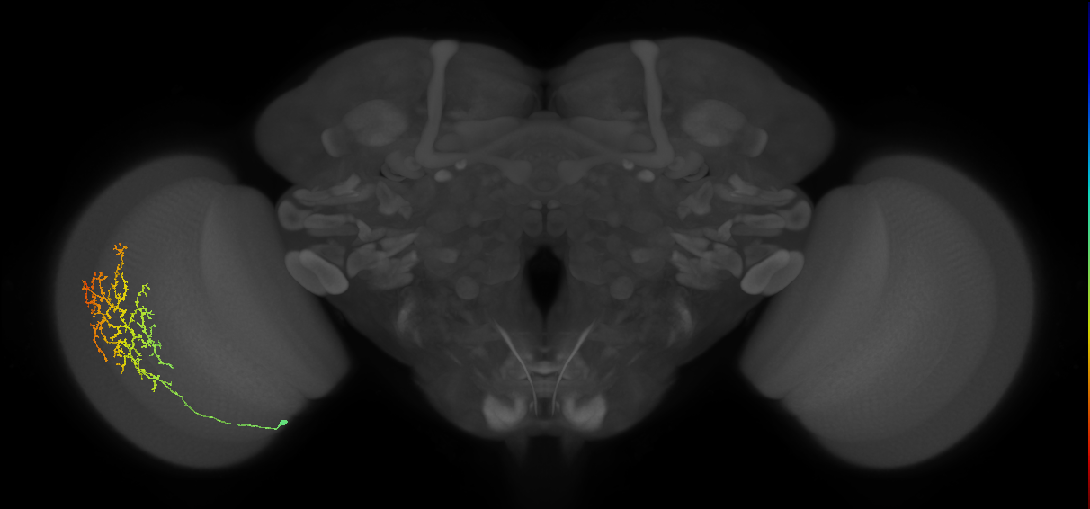 Cm13_L (MaleCNS:24161)