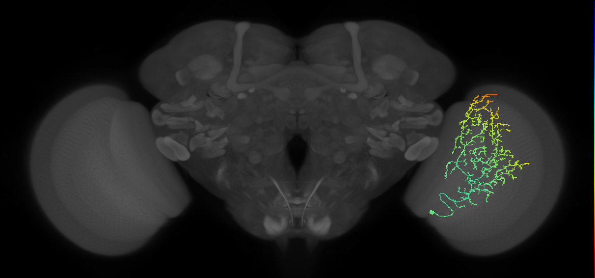 Cm13_R (MaleCNS:27622)