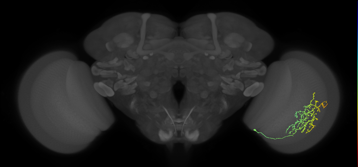 Cm13_R (MaleCNS:44911)