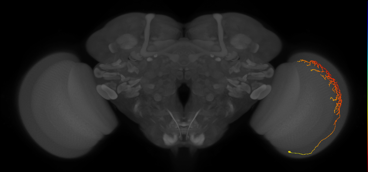 Cm13_R (MaleCNS:45835)