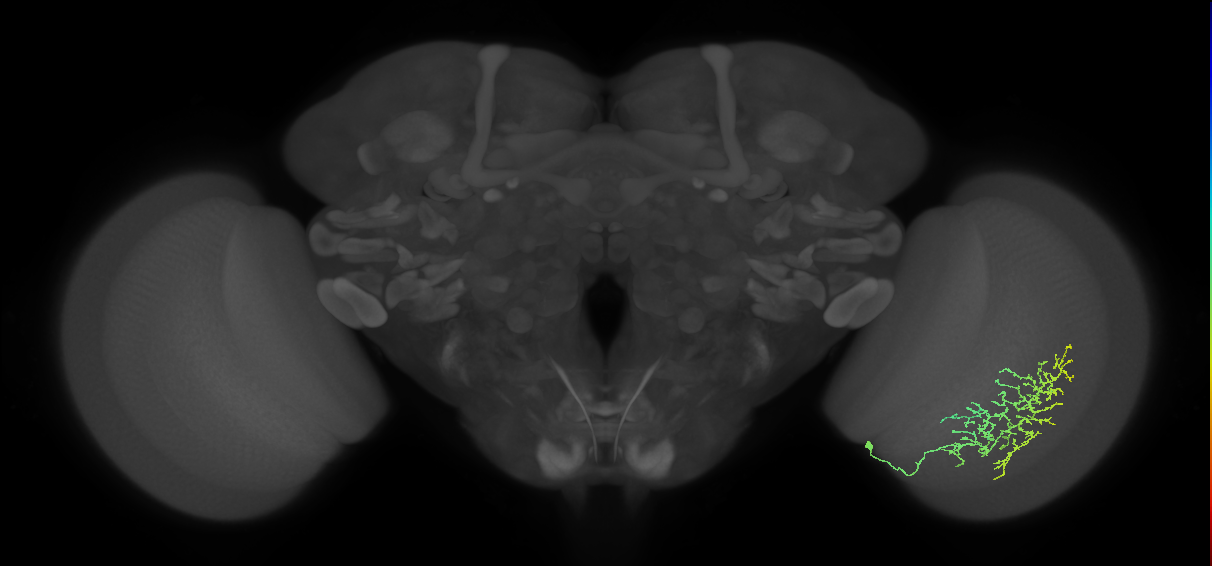 Cm13_R (MaleCNS:47039)