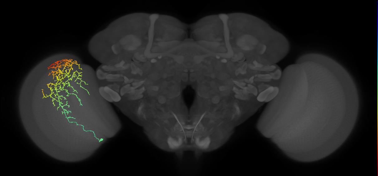 Cm13_L (MaleCNS:23805)