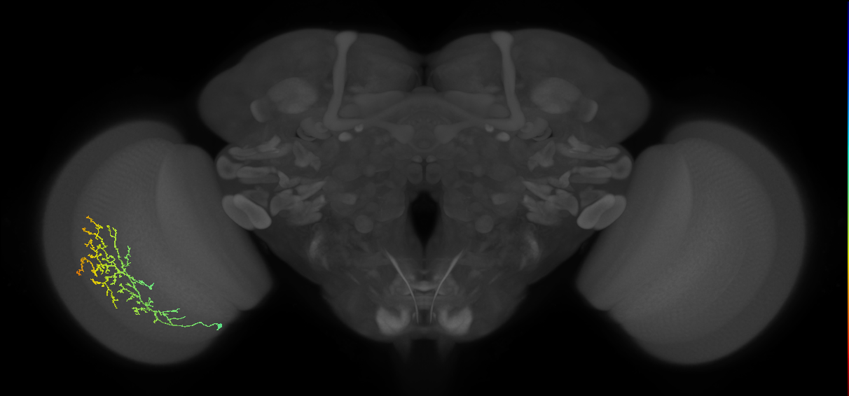Cm13