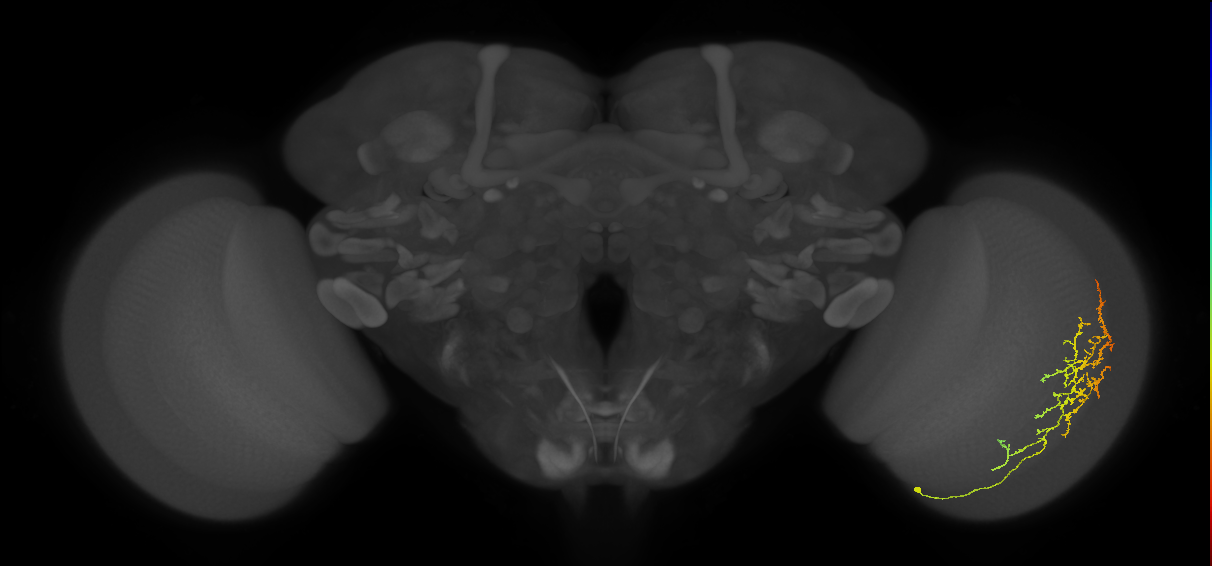 Cm13_R (MaleCNS:55843)