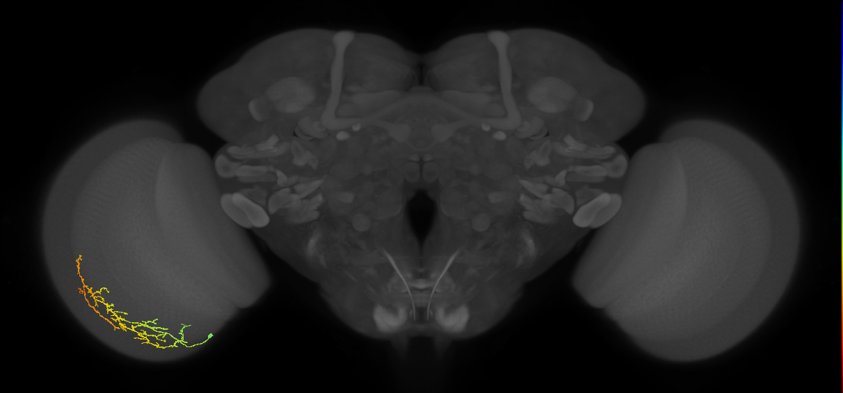Cm13_L (MaleCNS:75284)
