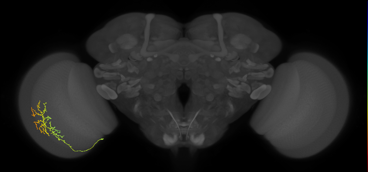 Cm13_L (MaleCNS:533218)