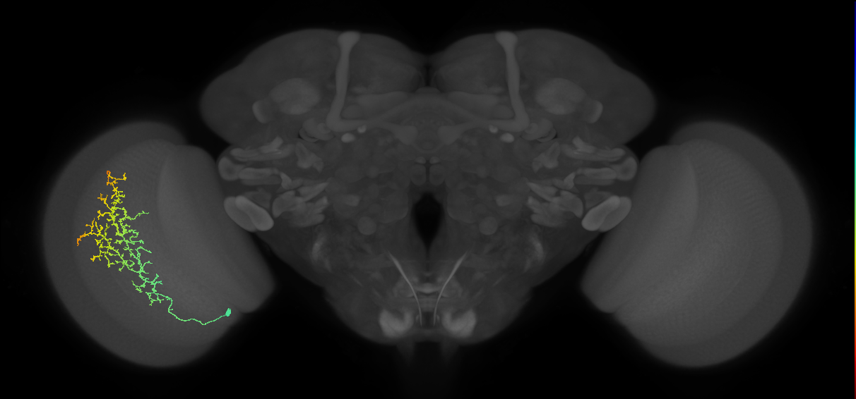 Cm13_L (MaleCNS:40168)