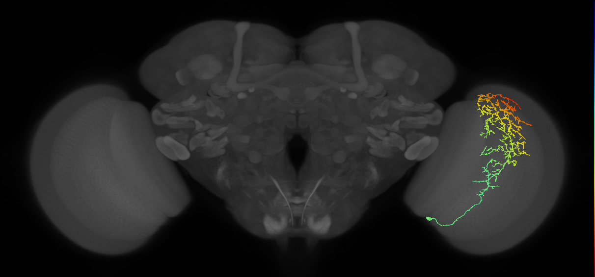 Cm13_R (MaleCNS:30127)
