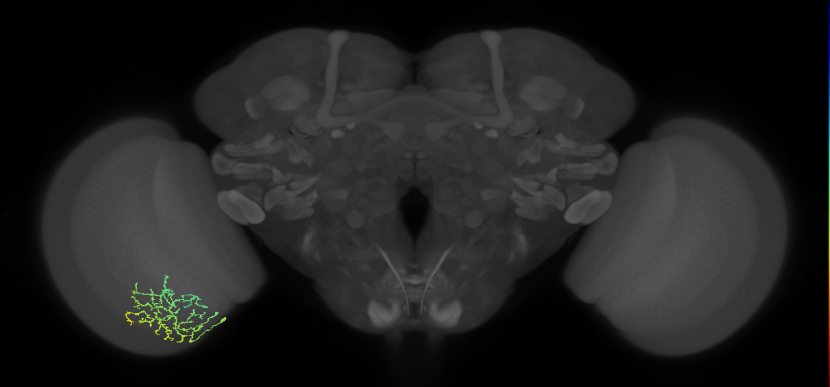 Cm13_L (MaleCNS:41053)