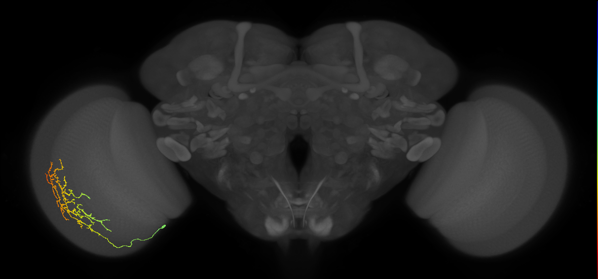 Cm13_L (MaleCNS:61151)