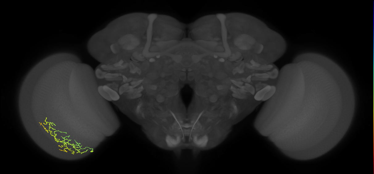 Cm13_L (MaleCNS:64091)