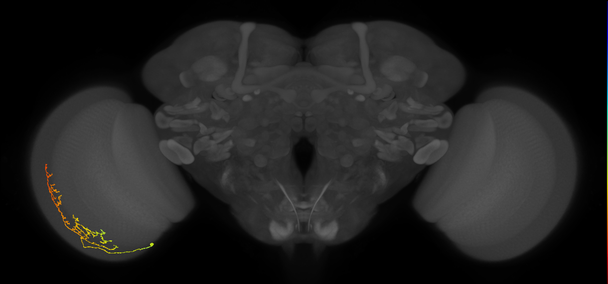 Cm13_L (MaleCNS:515245)