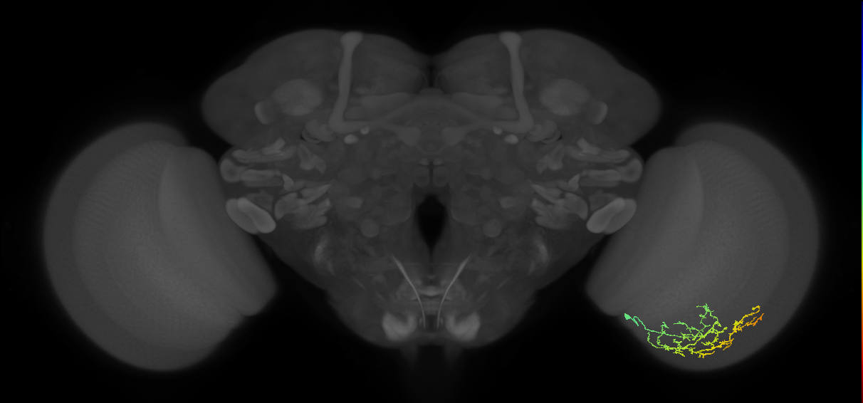Cm13_R (MaleCNS:68250)