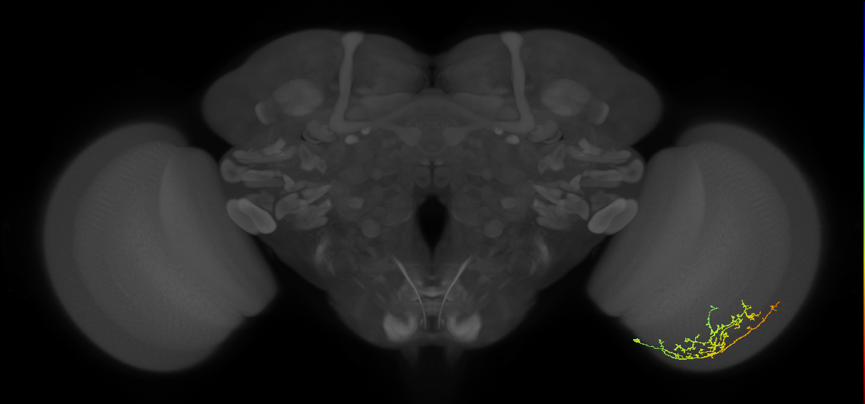 Cm13_R (MaleCNS:73911)