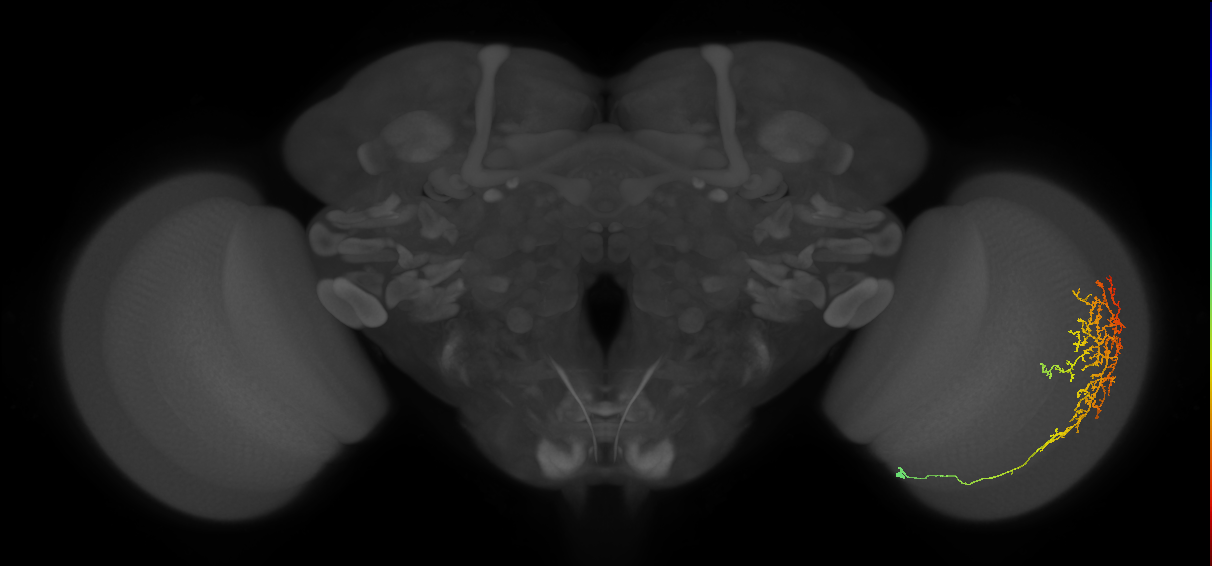Cm13_R (MaleCNS:41365)