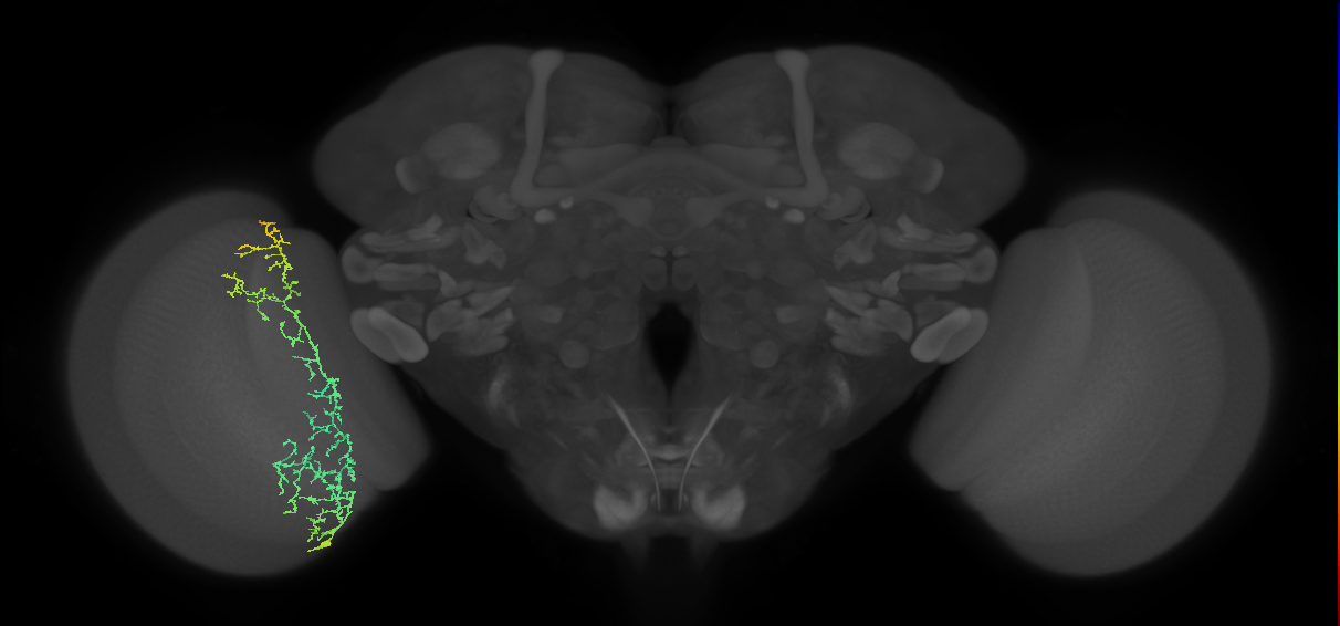 Cm13_L (MaleCNS:45260)